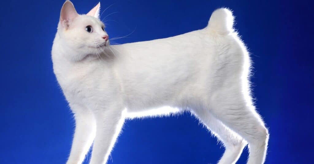 Types of white cats - solid-white-japanese-bobtail-cat