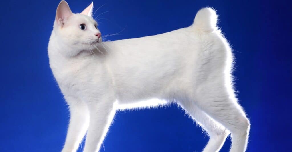 what dog breeds have naturally bobbed tails