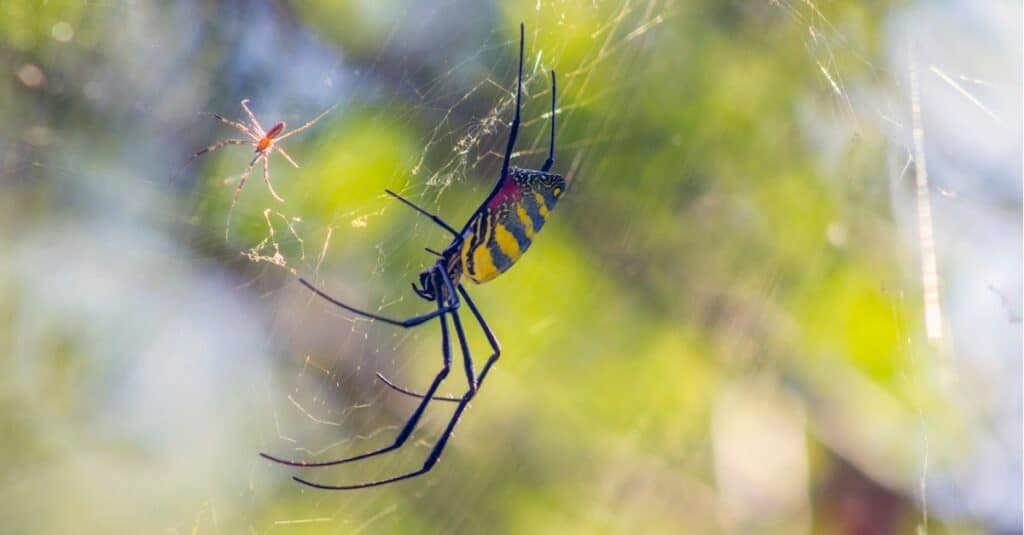 Two Amazingly Tiny Spider Species Found in China