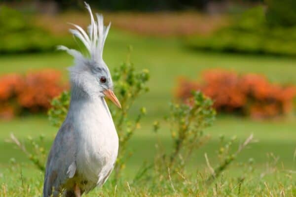 The Kagu uses its beak to find insects and invertebrates in the ground. 