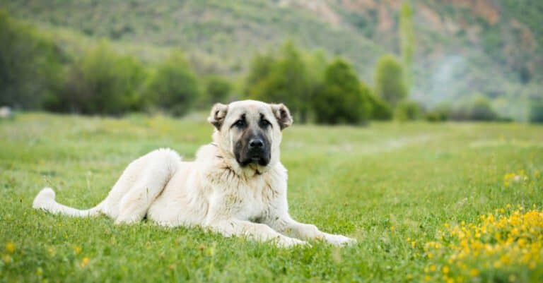kangal laying in grass by flowers