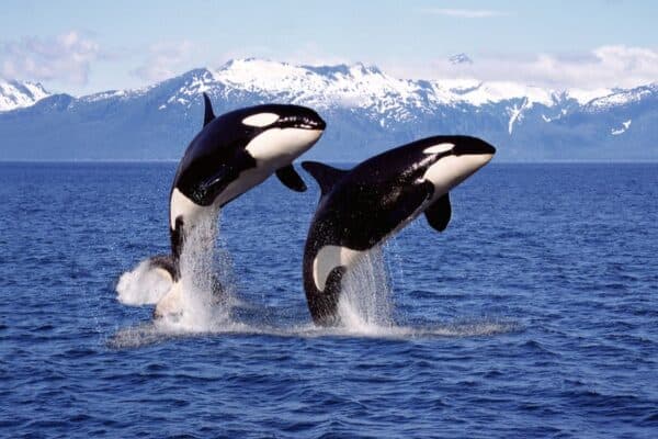 killer whales jumping out of water