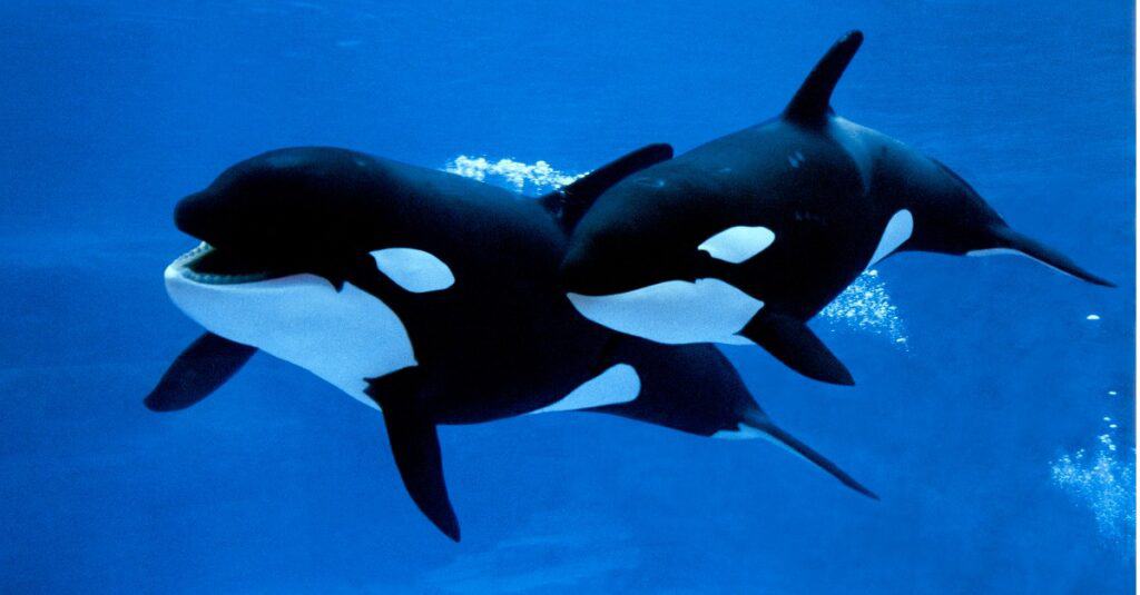 Discover Where Exactly Orcas Are Attacking Boats - A-Z Animals