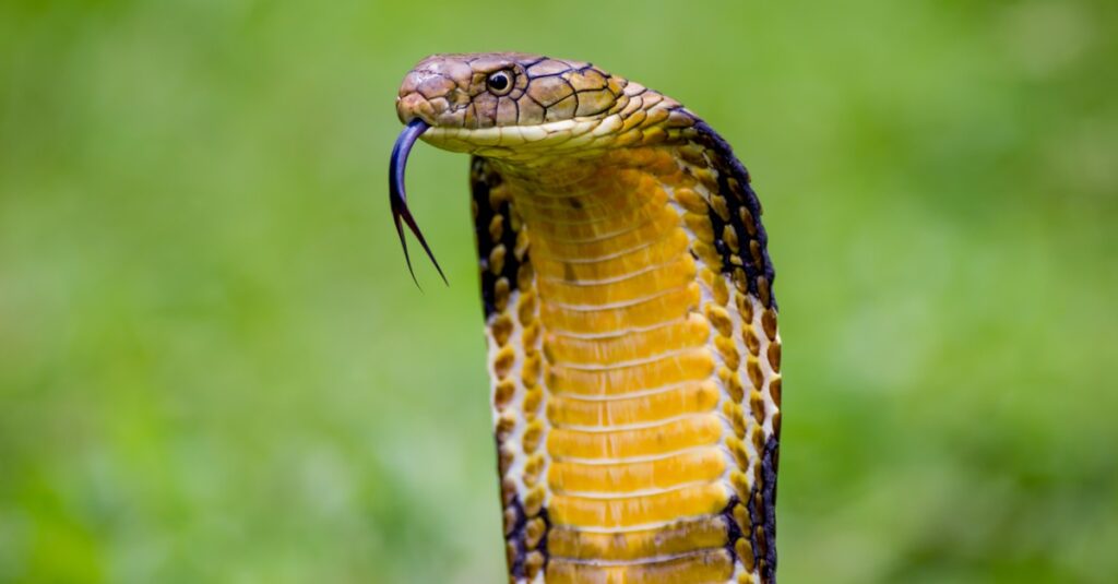 close up of a king cobra