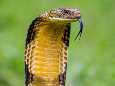 A King Cobra vs Lion: Who Would Win in a Fight?