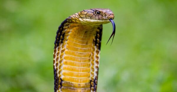 Watch A Man Calmly Walk Through A Snake-Infested Pit And Slap A Cobra ...