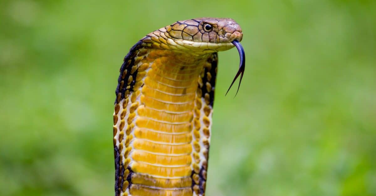 close up of a king cobra