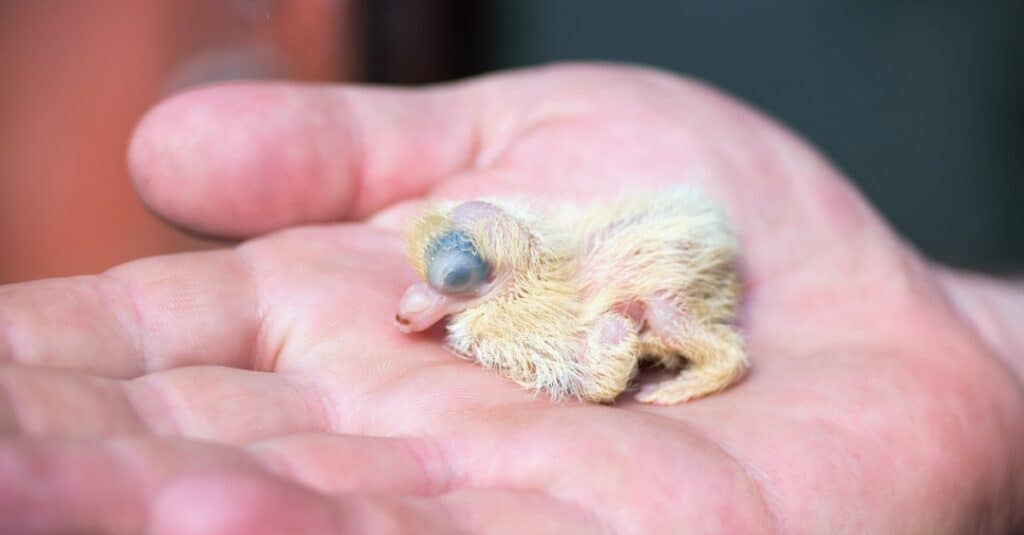 Newborn Pigeons