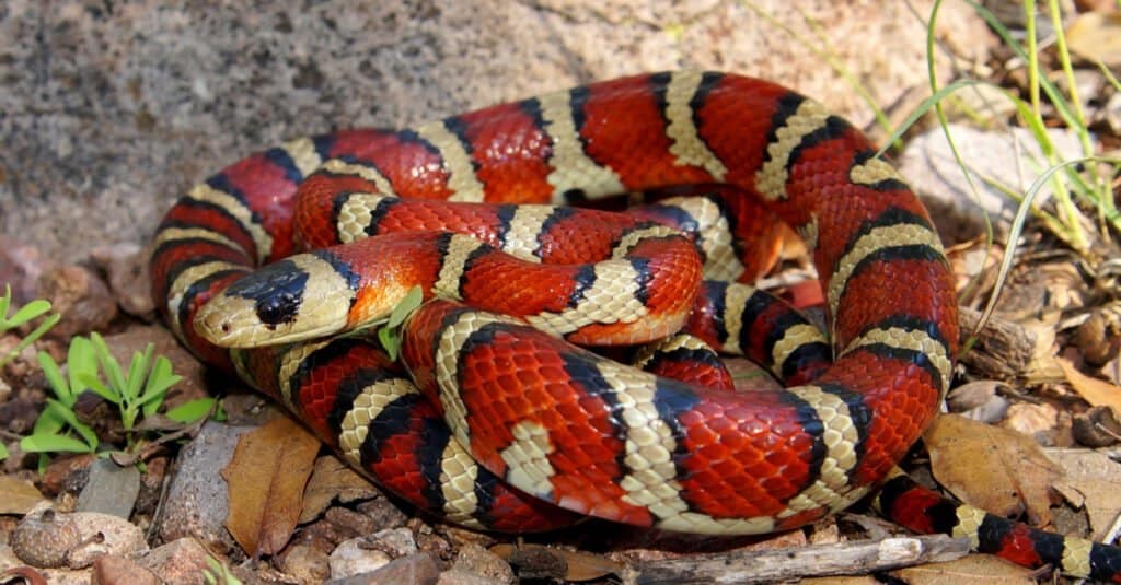 kingsnake curled up in grass