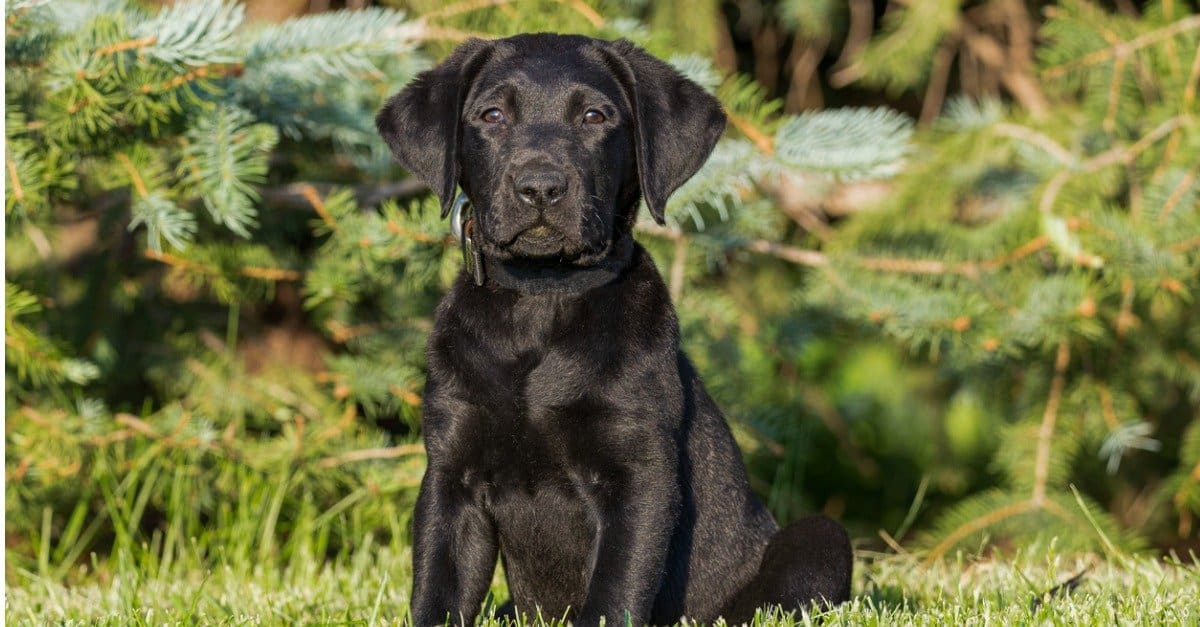 lab puppy sitting in front of a bush