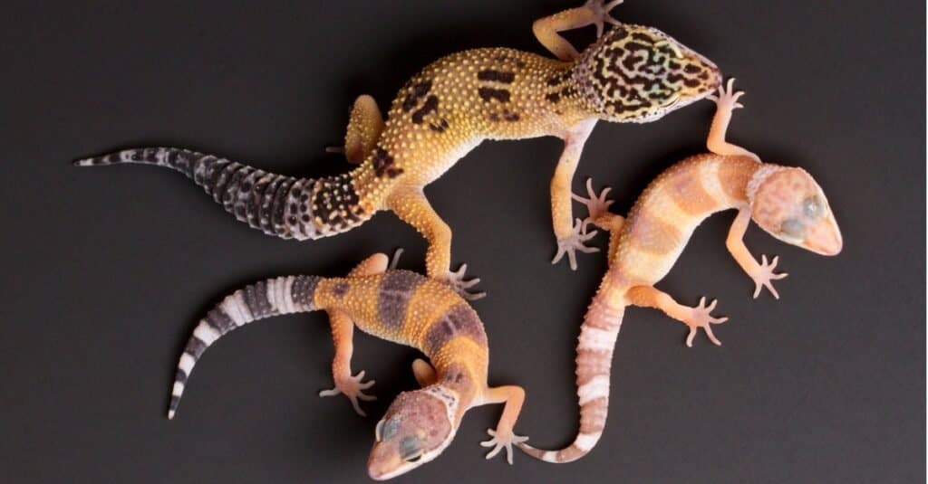 three-leopard-geckos-different-sizes