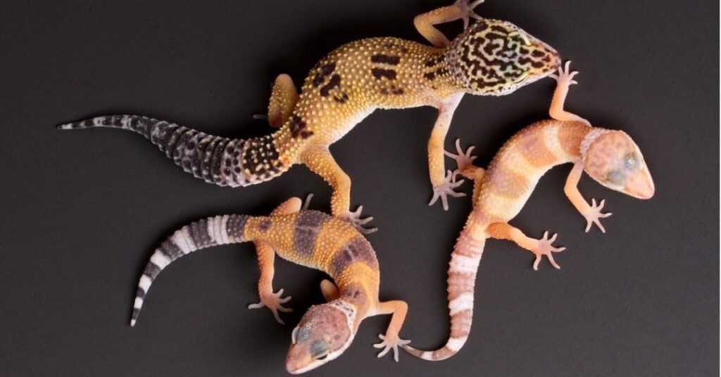 Three leopard geckos of different sizes