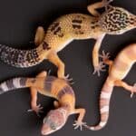 Three leopard geckos of varying morphs, ages, and sizes