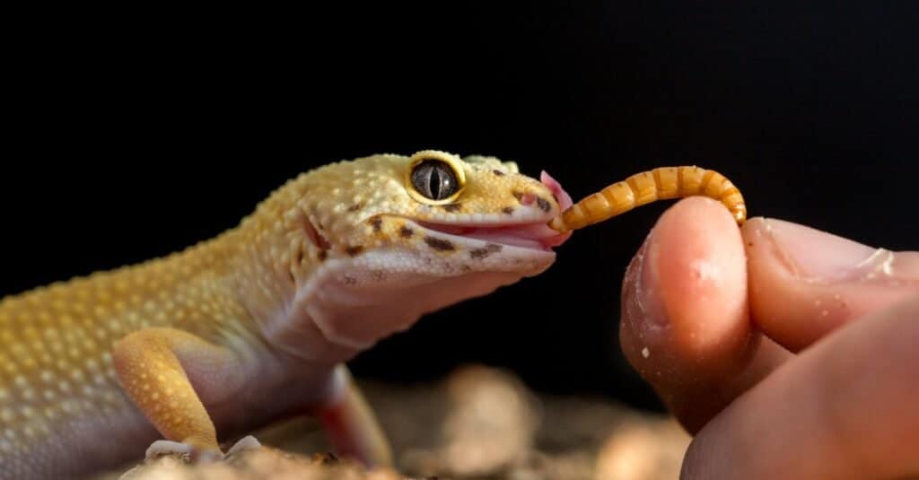 Leopard Gecko Eating Mealworms