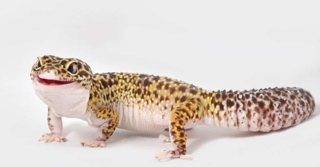 Leopard gecko standing on white background