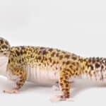 Leopard geckos can produce all kinds of adorable vocalizations from chirps to squeaks and screams!