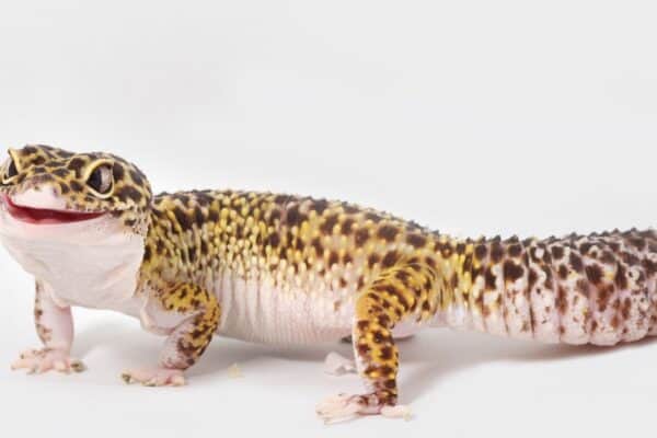 Leopard geckos can produce all kinds of adorable vocalizations from chirps to squeaks and screams!