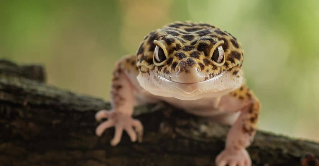 leopard-gecko-on-a-tree-branch