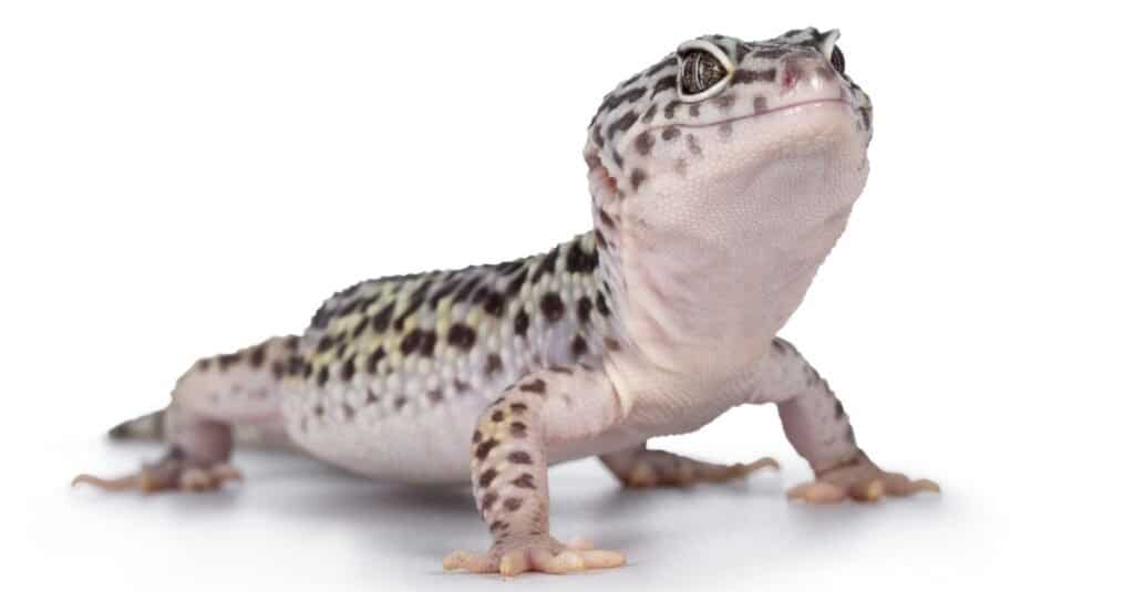 leopard-gecko-on-white-background