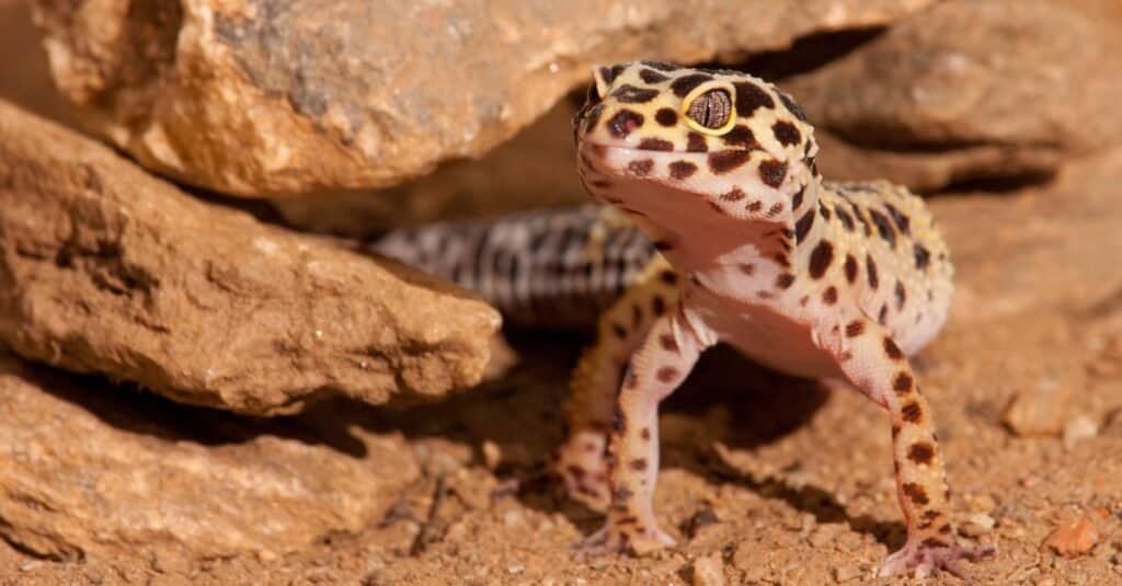 leopard-gecko-standing-near-rocks