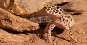 Leopard Gecko Habitat: Where Do Leopard Geckos Live? Picture