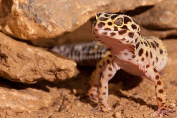 Leopard geckos' native habitats are sandy, hilly deserts and scrublands