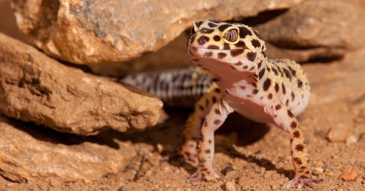 9 Stunning Desert Lizards AZ Animals