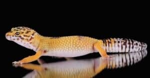 Leopard Gecko Size: How Big Does a Leopard Gecko Get? Picture