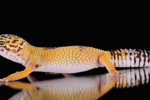 Leopard geckos reach adulthood at around 12 months, but they don't stop growing until around 18 months of age.