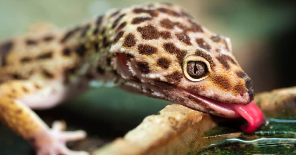 leopard-gecko-drinking-water