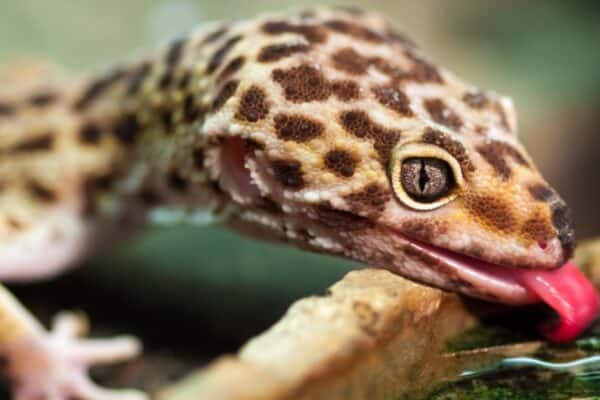 Leopard geckos drink small amounts of free-standing water, but they get most of their hydration from the insects they eat