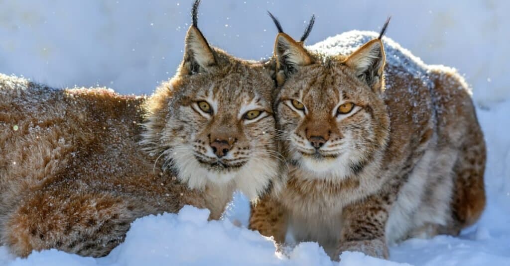 lynx cats laying head to head