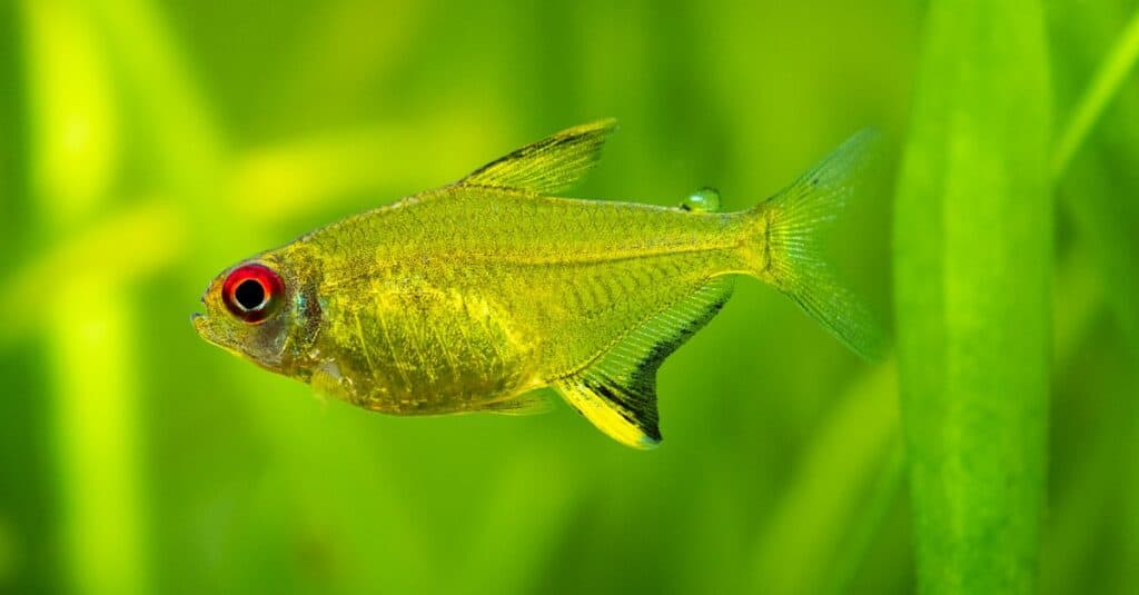 closeup-lemon-tetra-swimming