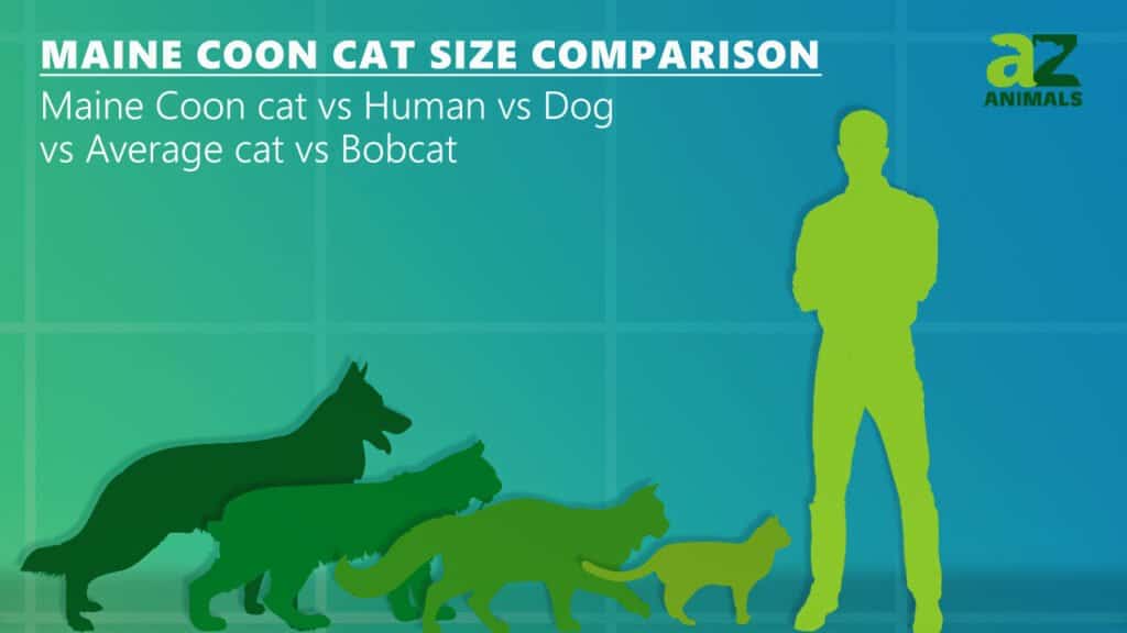 เปรียบเทียบขนาดแมวเมนคูนแมวเฉลี่ยแมวและบ๊อบแคท