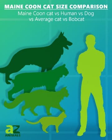 Maine coon cat size comparison dog average cat and bobcat