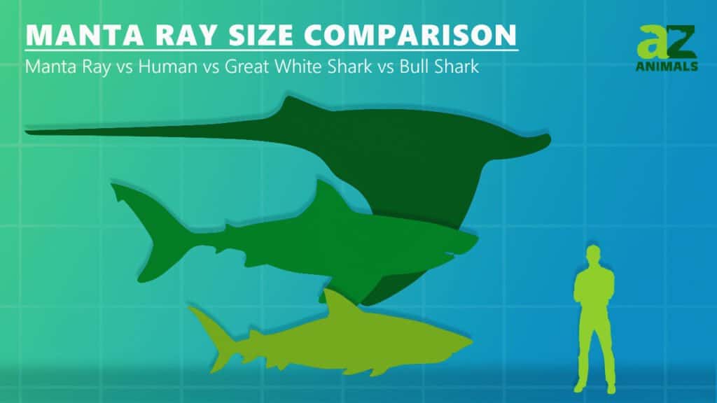 Manta Ray Size Comparison How Big is a Manta Ray? AZ Animals