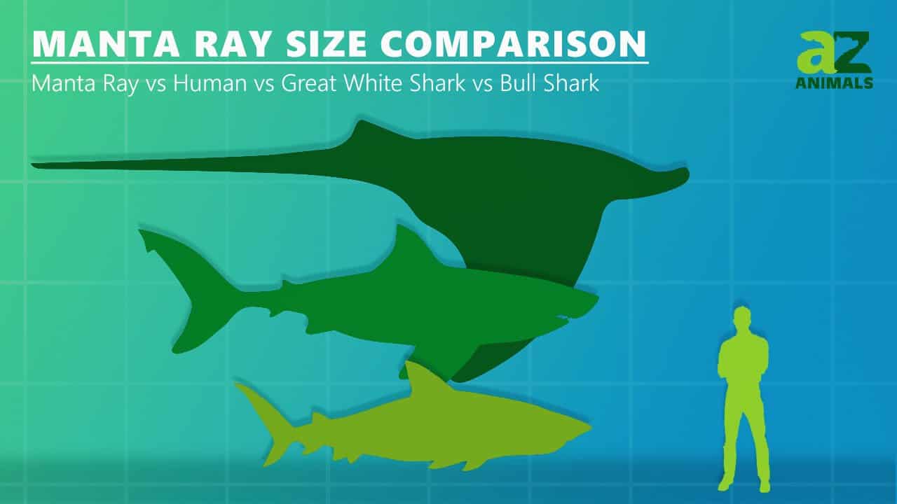 Manta Ray Size Comparison: How Big is a Manta Ray? - A-Z Animals