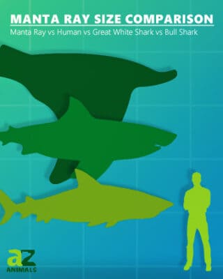 Manta Ray Size Comparison: How Big is a Manta Ray? - A-Z Animals
