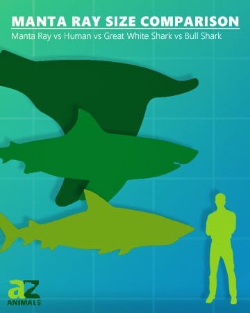 Manta ray size comparison: human great white shark bull shark