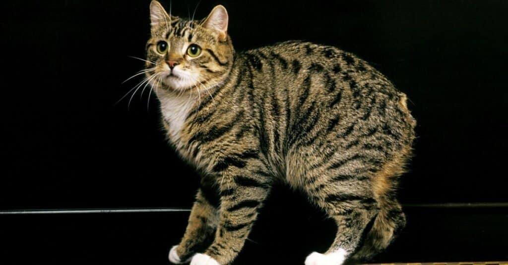 manx-cat-standing-against-black-background