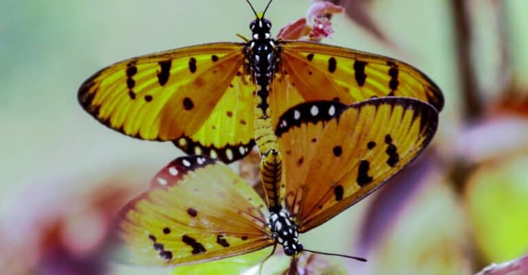 mating butterflies