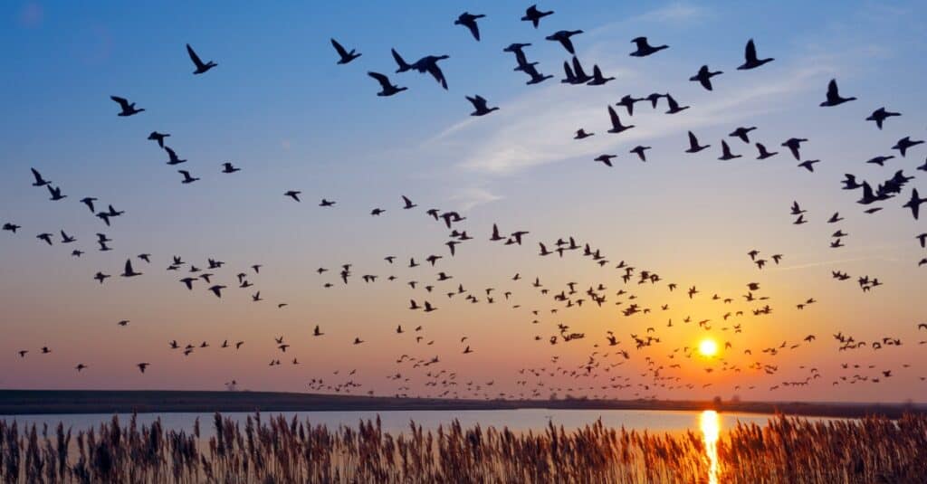 birds migrating over water