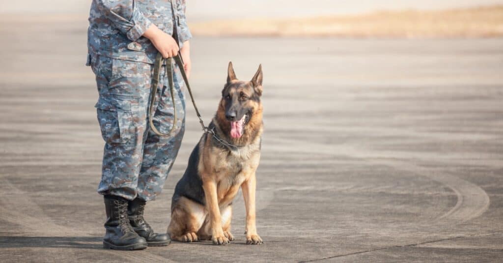 German Shepherd training with military