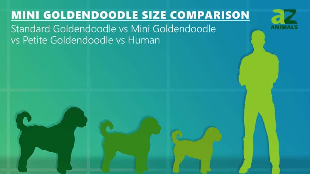 Mini Goldendoodle Size Comparison: human standard goldendoodle petite goldendoodle 