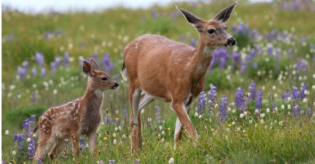 mom-and-baby-deer-in-flowers-picture-id1298962387