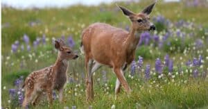 Deer Lifespan: How Long Do Deer Live? Picture