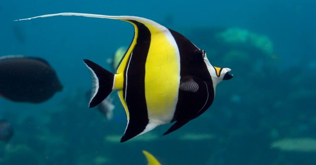 moorish idol swimming with blurred ocean background