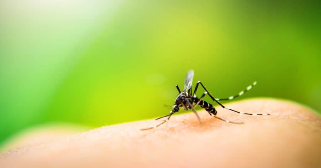 mosquito sucking blood from a finger