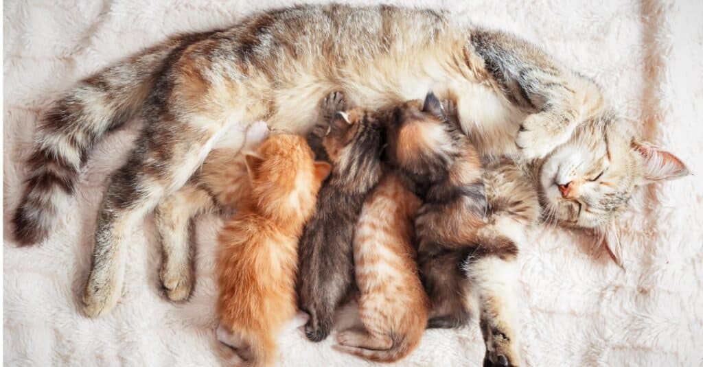 baby-cat-nursing-mother