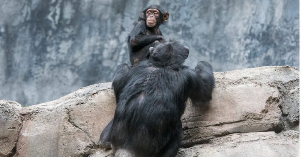 baby-chimpanzee-and-mother